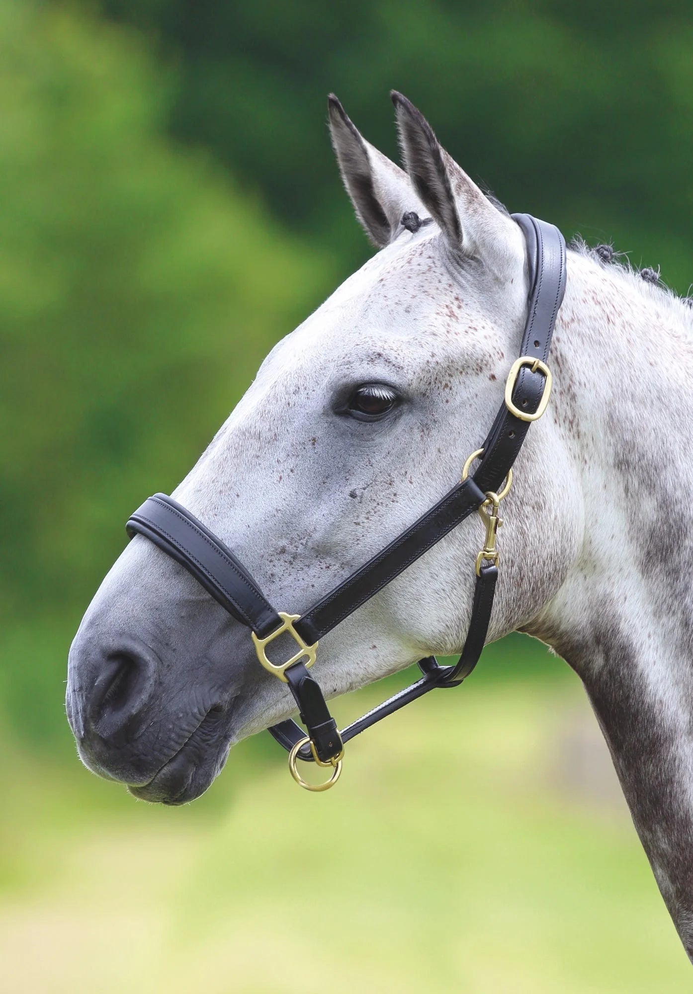 Velociti GARA Leather Headcollar