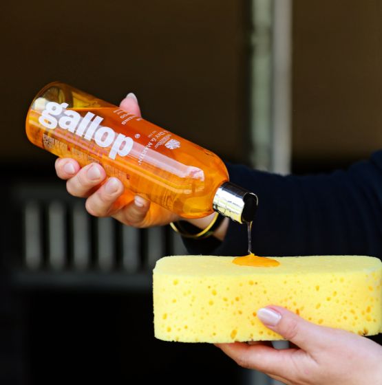 Carr & Day & Martin Gallop Colour Chestnut & Palomino