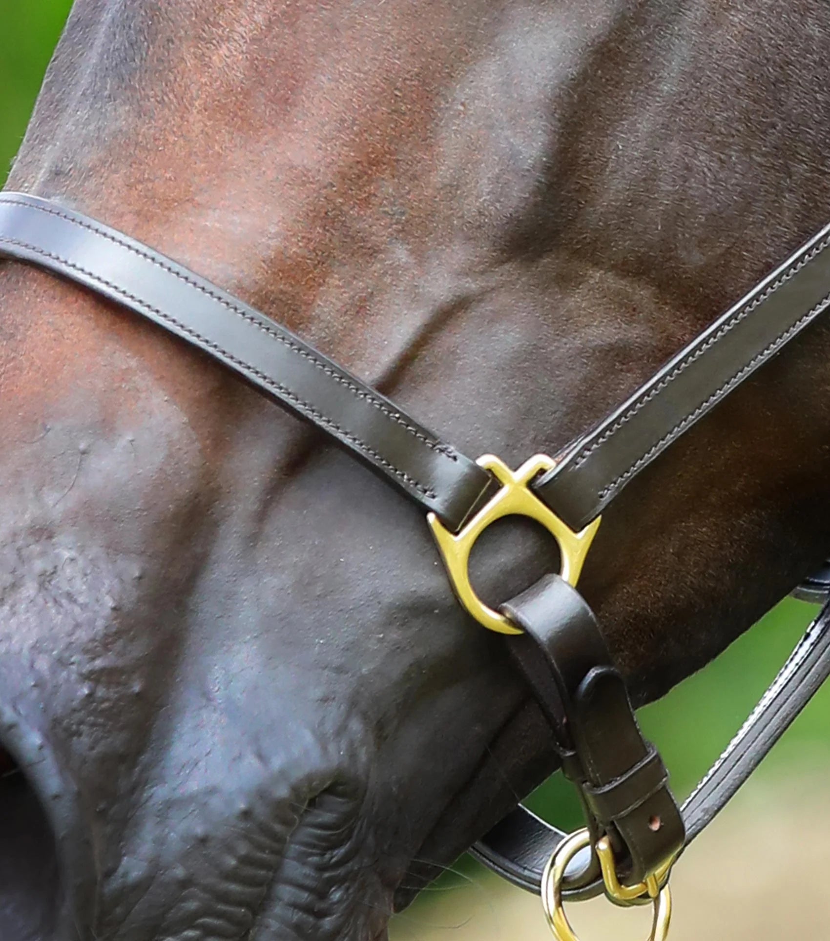 Premier Equine Pasco Plain Leather Head Collar Brown