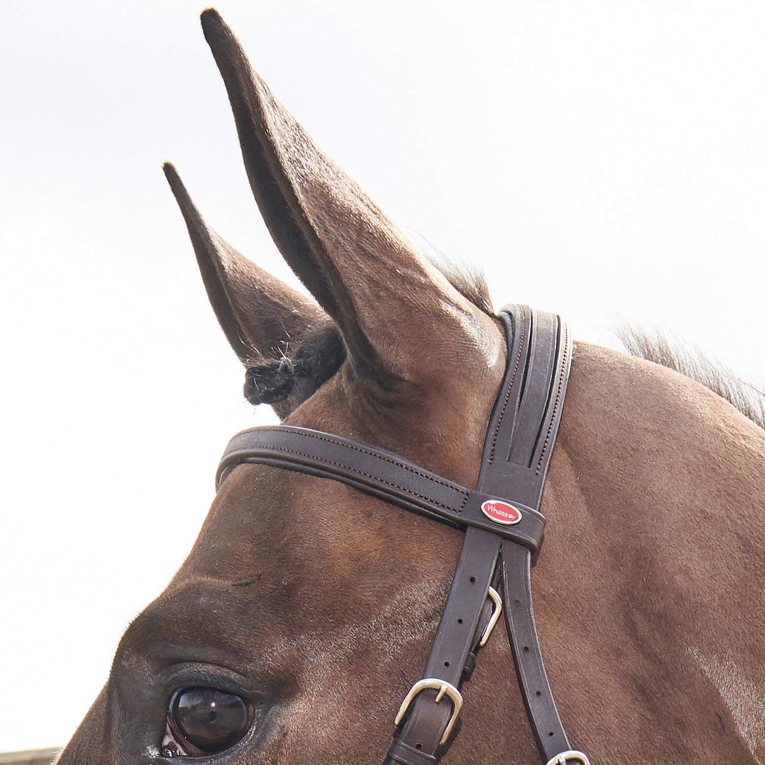 Whitaker Ready to Ride Snaffle Bridle