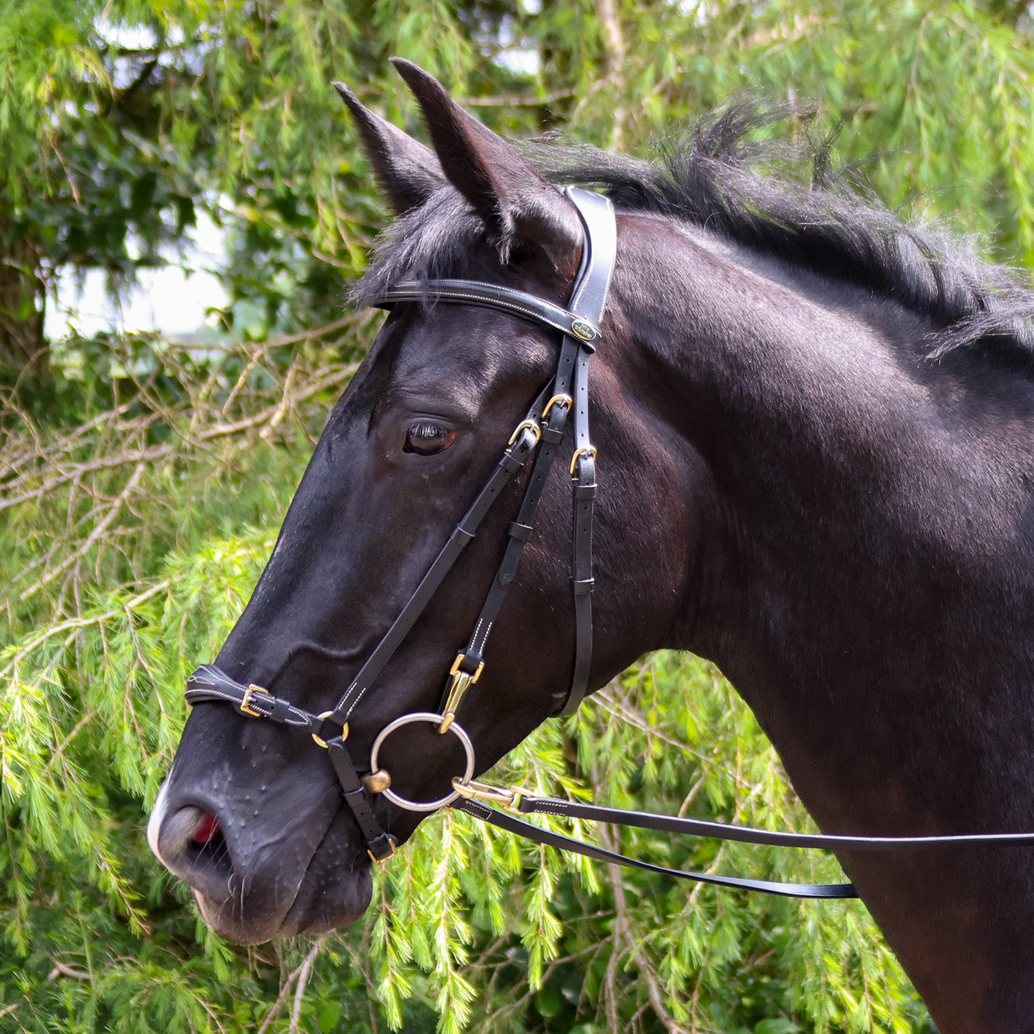 Rome Drop Bridle & 9-Loop Rubber Clip Reins