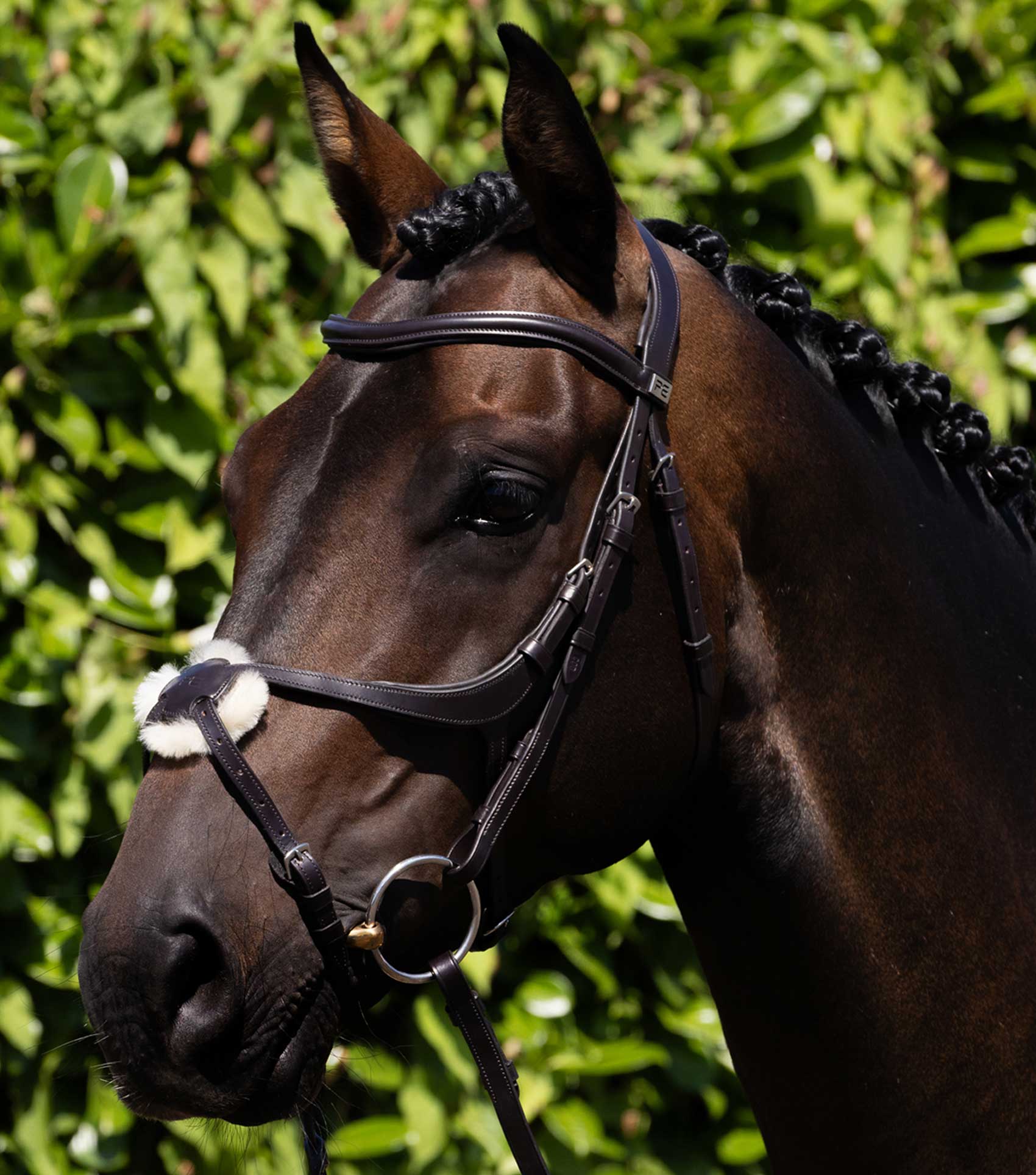 Glorioso Grackle Bridle