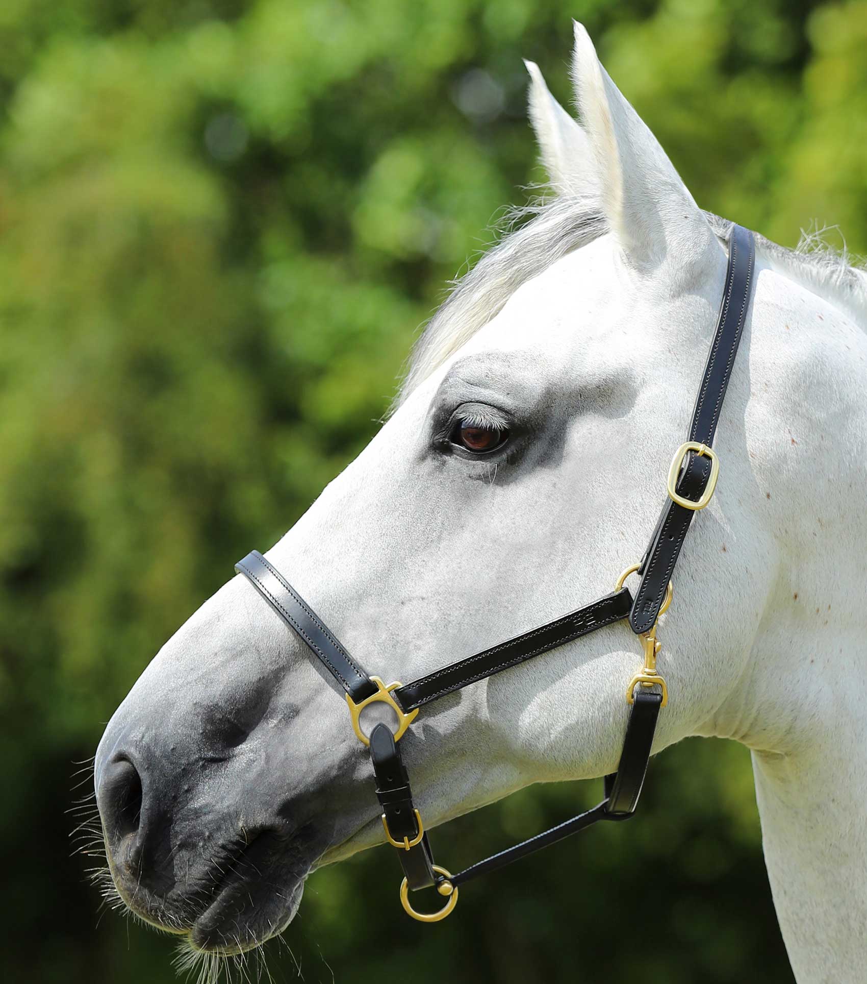 Premier Equine Pasco Plain Leather Head Collar Black