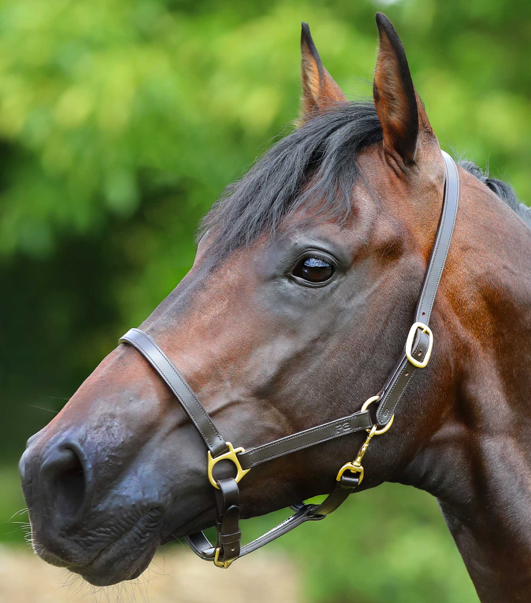 Premier Equine Pasco Plain Leather Head Collar Brown
