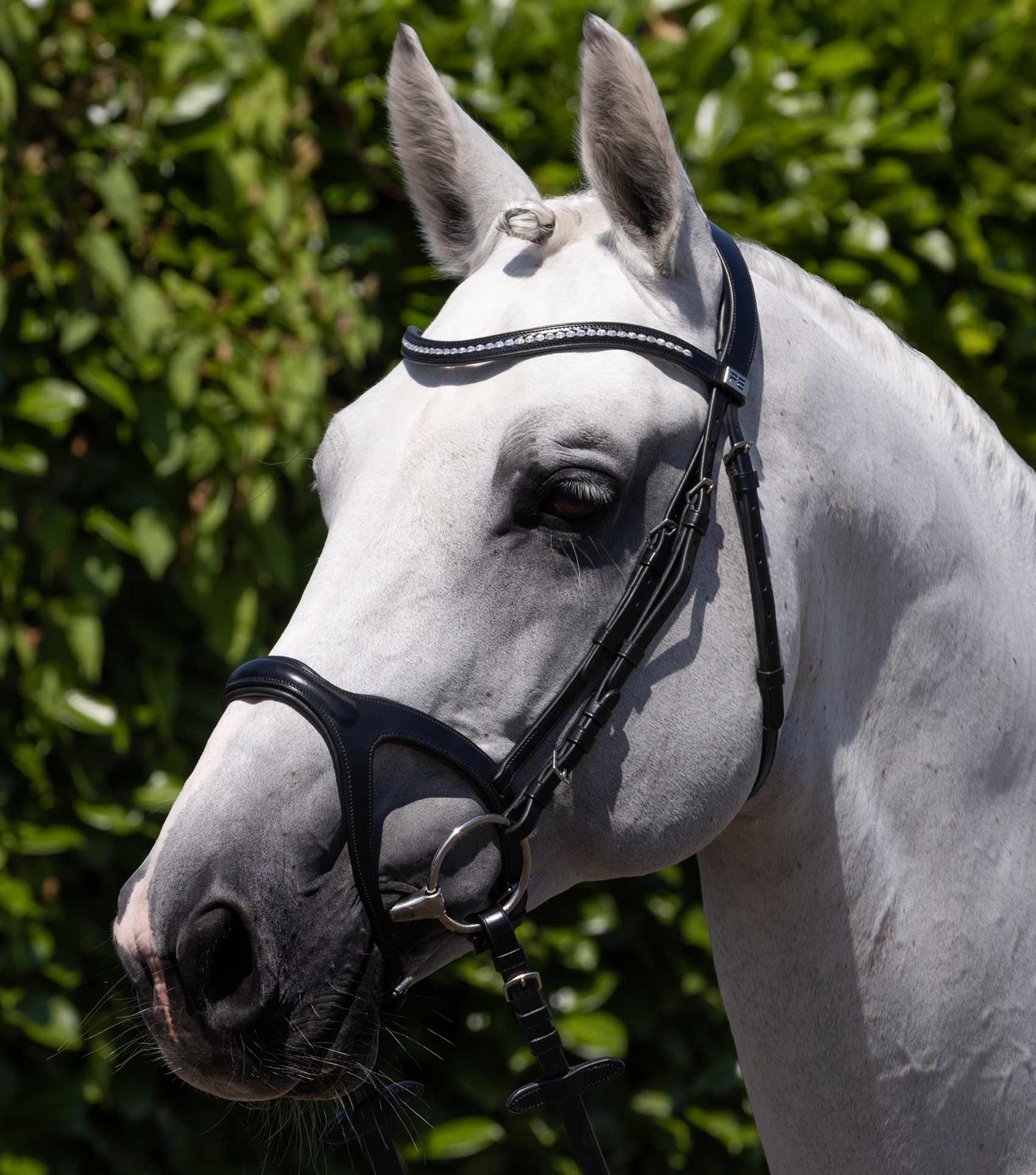 San Paolo Anatomical Bridle