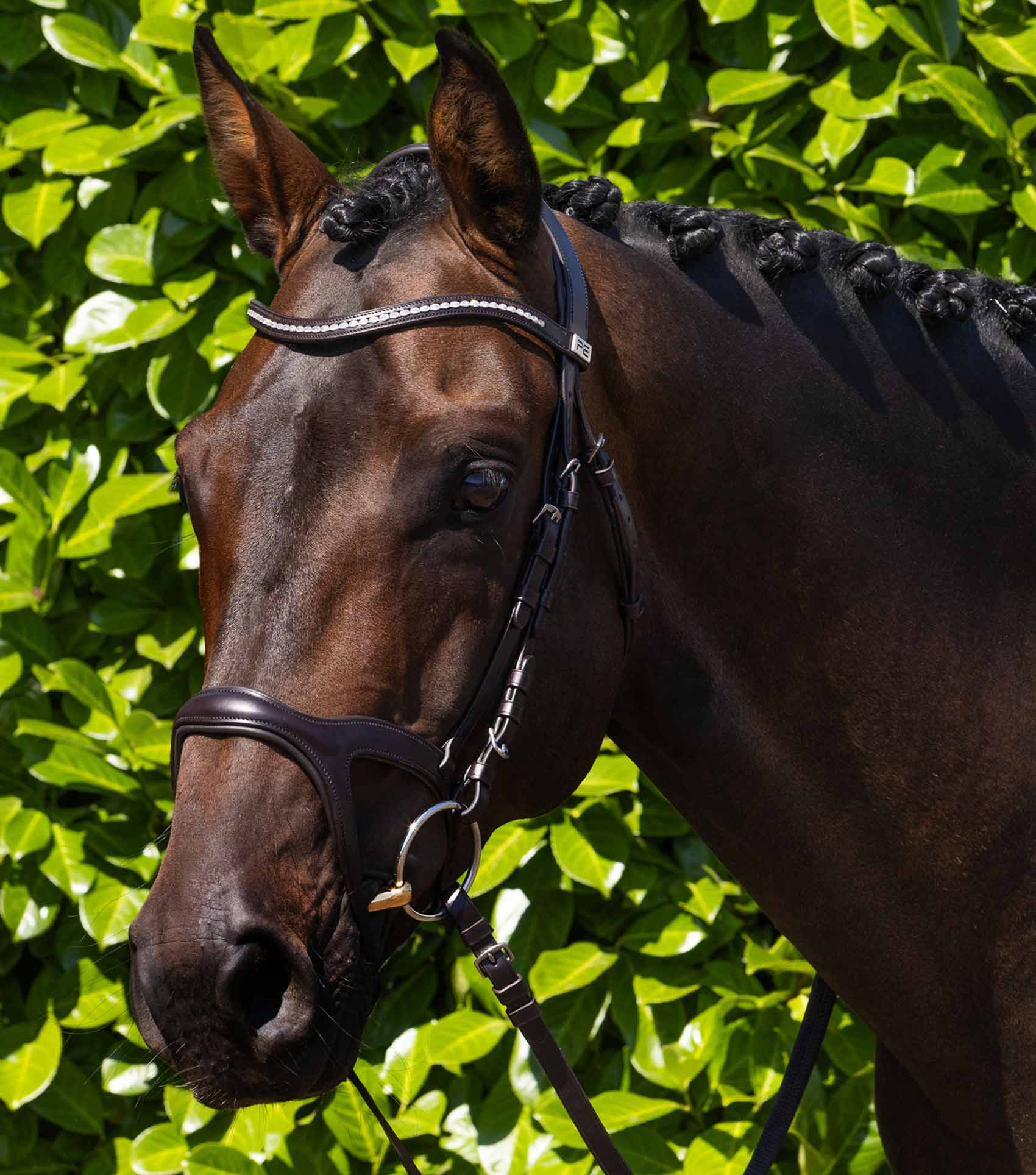 San Paolo Anatomical Bridle