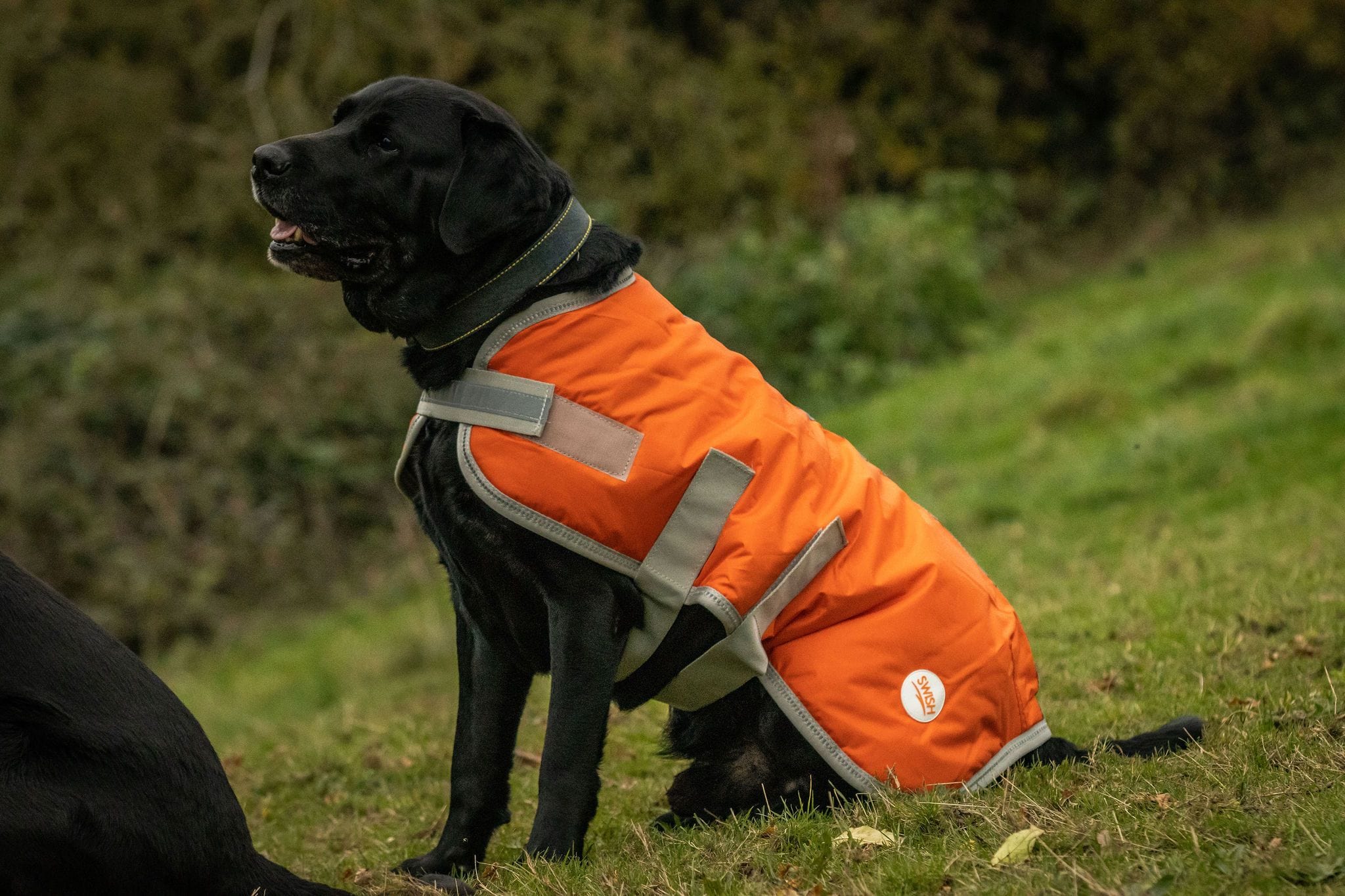 Waterproof Dog Coat - Orange