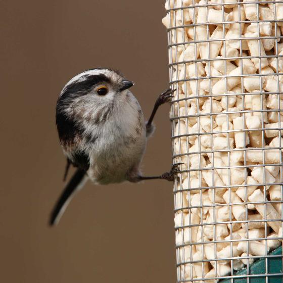 Tweet & Wild Suet Pellets With Mealworms 1KG