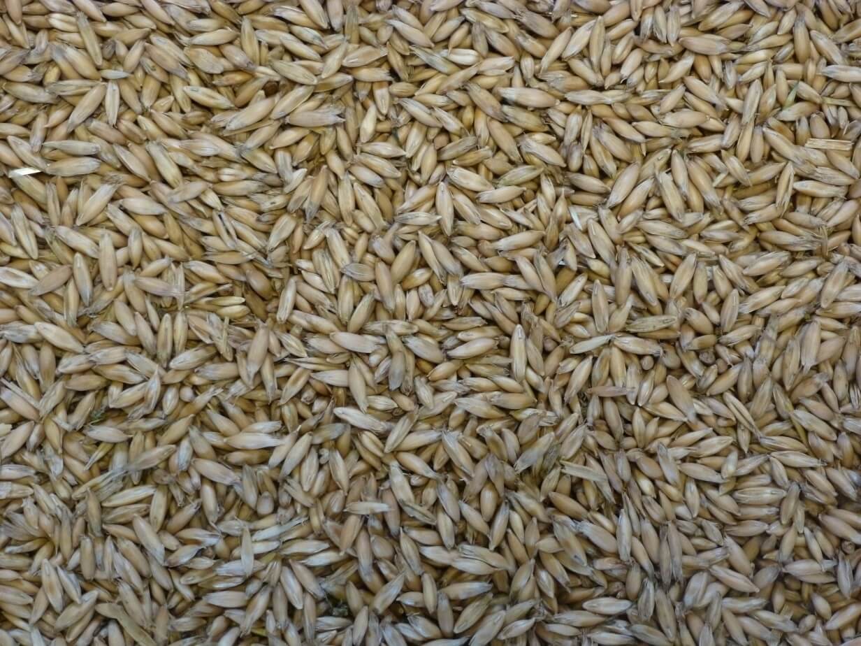 Friendship Whole Oats - 20kg